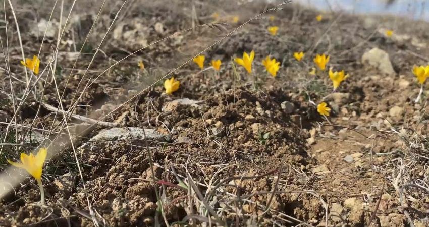 SEYFİ &Ccedil;ELİKKAYA Yozgat&rsquo;ta hava sıcaklıklarının mevsim normallerinin &uuml;zerinde seyretmesi nedeniyle