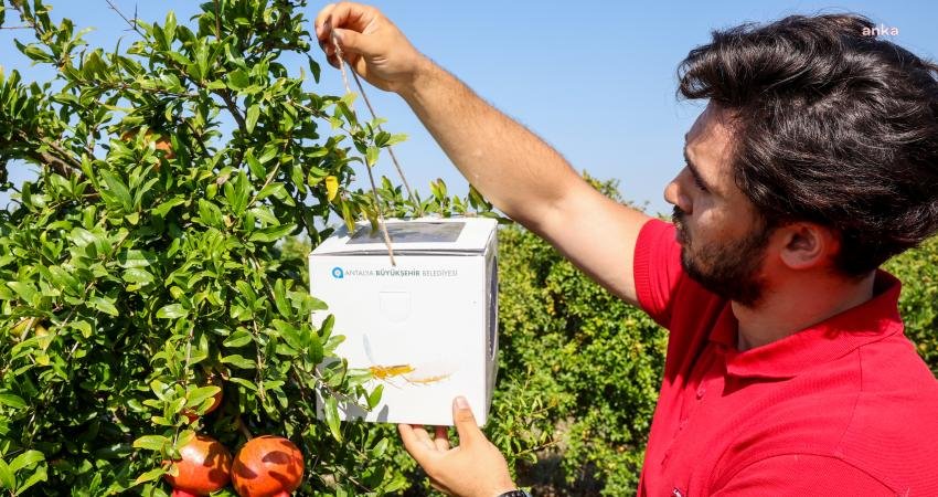 Antalya B&uuml;y&uuml;kşehir Belediyesi, tarımsal &uuml;retimde kimyasal ila&ccedil; kullanımını azaltmak ve