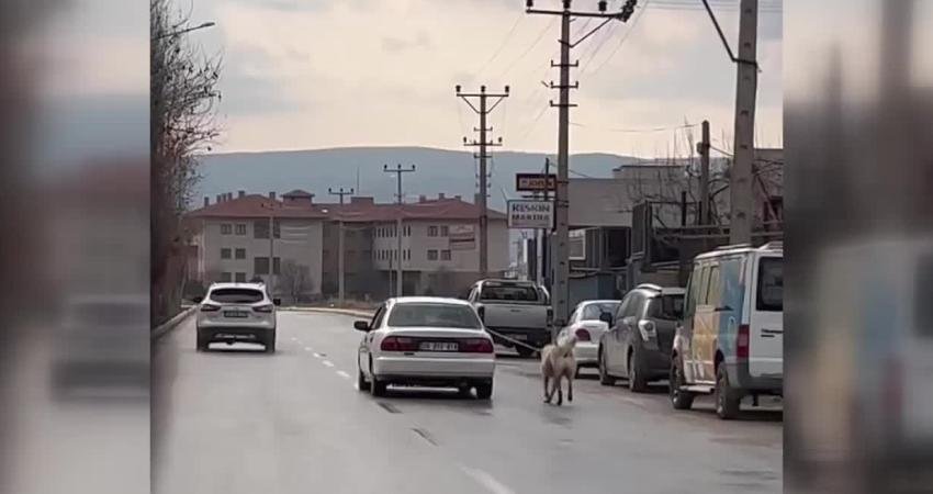 ERKAN KARACA &Ccedil;orum&rsquo;da Necmettin Erbakan Caddesi&rsquo;nde bir k&ouml;peğin otomobile, Kale