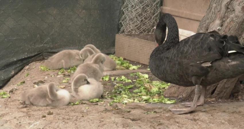 Ankara Kuğulu Park’ta 8 Mart Cuma günü dünyaya gelen 5