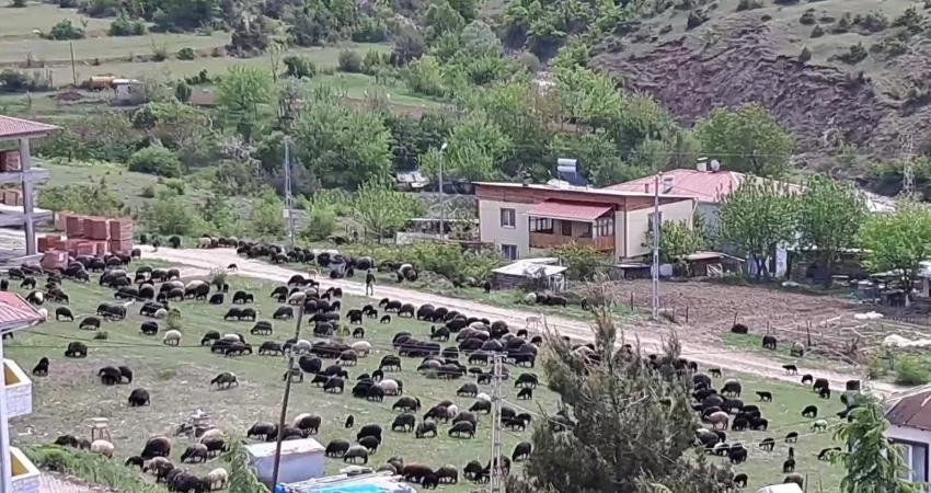 Artvinli Besici: “Kışın Masraflar Çok, Ot, Arpa ve Saman Fiyatları İki Misli” Artvin’in Ardanuç ilçesinde hayvancılık yapan Yıldıray Zülfü, “Kışın masraflar çok