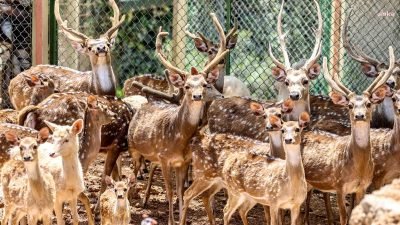 (ANTALYA) Antalya B&uuml;y&uuml;kşehir Belediyesi Doğal Yaşam Parkı, baharı coşkuyla karşıladı.