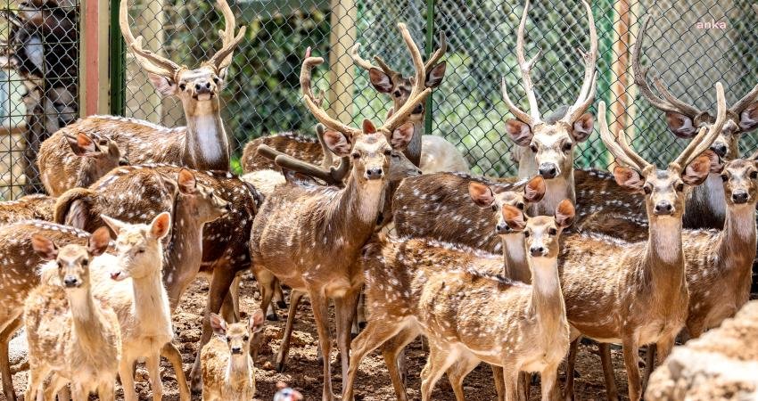 (ANTALYA) Antalya B&uuml;y&uuml;kşehir Belediyesi Doğal Yaşam Parkı, baharı coşkuyla karşıladı.