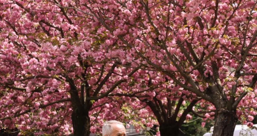 İlkbaharın sembollerinden biri haline gelen İstanbul Büyükşehir Belediyesi’nin Baltalimanı Japon