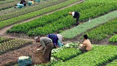 Cumhurbaşkanlığınca, mevsimlik  tarım işçisi olarak çalışmak amacıyla başka illere