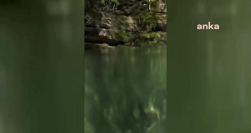 Sinop’ta, Kuzey Şeritli Semenderi doğal yaşam alanında görüntülendi. Doğa Koruma