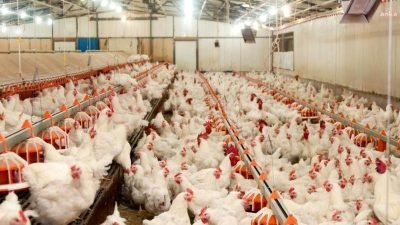 TÜİK, Ocak-Mart döneminde bir önceki yılın aynı dönemine göre tavuk