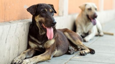 Türkiye’de sokak köpekleri sorunu, nerdeyse Maarif Müfredatı ve emekli sorunlarının