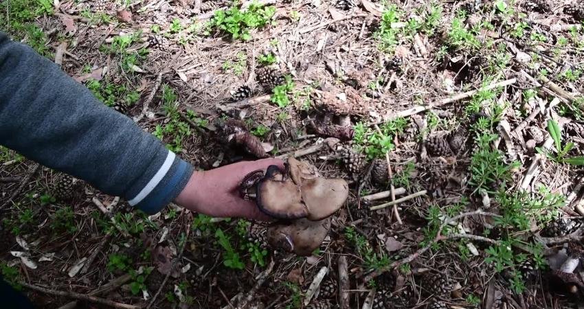 Yozgat’ta Yağmurların Ardından Mantar Toplayan Vatandaşlara Uzmanlardan ‘Zehirlenme’ Uyarısı Yozgat’ta yağışların ardından doğada kendiliğinden yetişen mantarlar toplanıp, tüketilmeye başlandı.