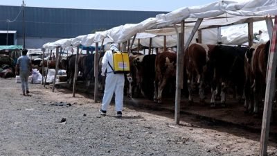 Kurban Bayramı öncesi alınan tedbirler kapsamında Ataşehir Belediyesi ekipleri, kesim