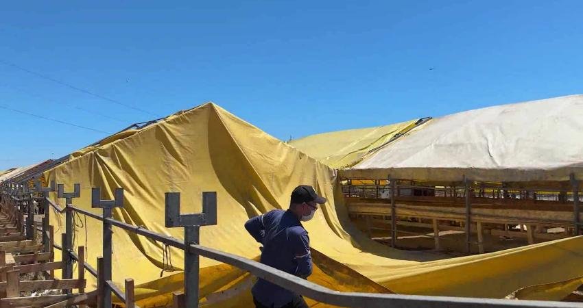 Esenyurt Belediyesi, Kurban Bayramı’nda vatandaşların yoğun talep gösterdiği kurban satış