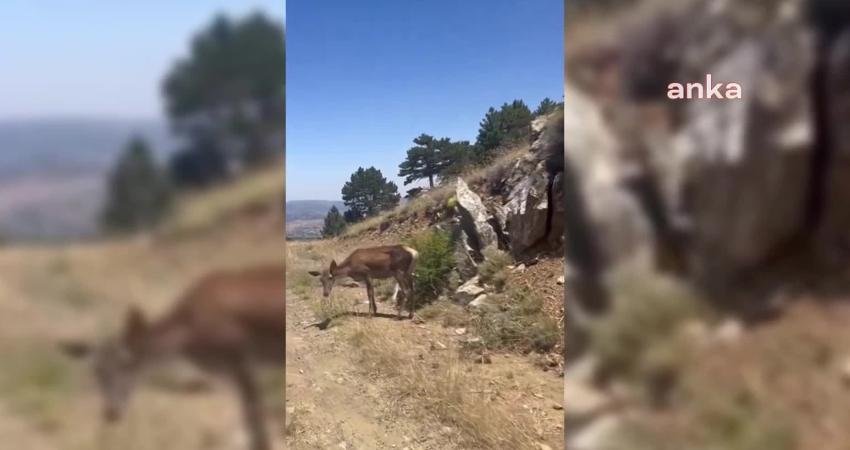 Tarım ve Orman Bakanlığı Doğa Koruma ve Milli Parklar Genel