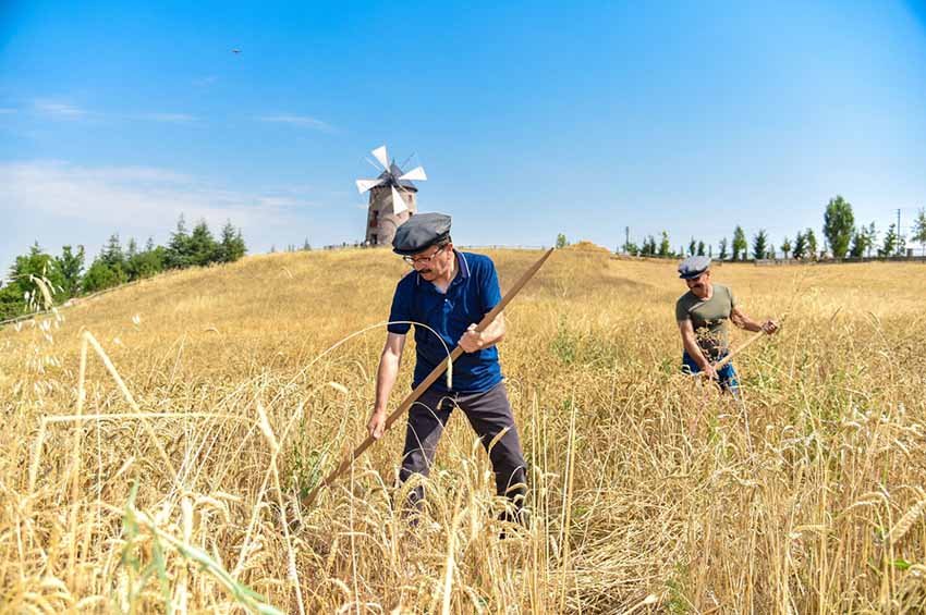 Altınköy'de hasat zamanı geldi. 100 yıl öncesinin köy hayatını şehre