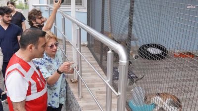 Sokak hayvanlarıyla ilgili kanun teklifinin tartışıldığı bu günlerde Beyoğlu Belediyesi