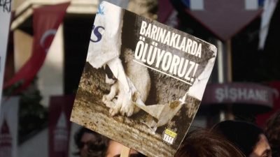 Beyoğlu Şişhane Meydanı’nda toplanan hayvanseverler, AKP tarafından TBMM Başkanlığı’na sunulan