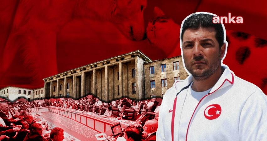 Milli yüzücü Alper Sunaçoğlu, sokak hayvanlarına ötanazi yolunu açan teklifini