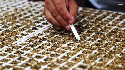 Beykoz Belediyesi, ilçedeki bin üreticiye 500 bin kışlık ücretsiz fide