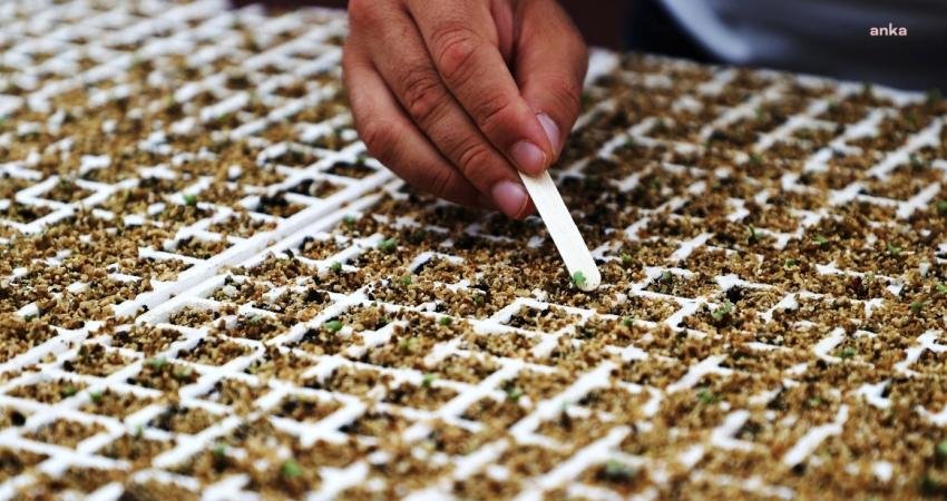Beykoz Belediyesi, ilçedeki bin üreticiye 500 bin kışlık ücretsiz fide