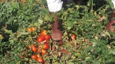 Manisa'nın Turgutlu ilçesinde çiftçilik yapan domates üreticisi Cemil Başbuğa, domates