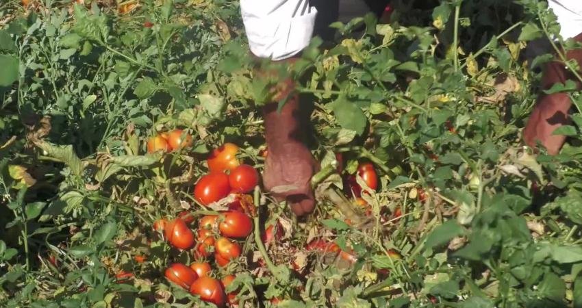 Manisa'nın Turgutlu ilçesinde çiftçilik yapan domates üreticisi Cemil Başbuğa, domates