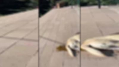 Ankara’nın Gölbaşı İlçesi Hacılar Mahallesi’ndeki  bir sitede 8 köpek