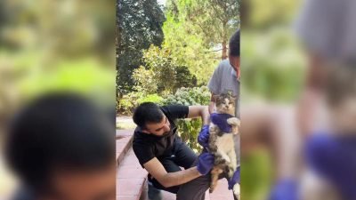 Beykoz Belediyesi, Beykoz’daki sahipsiz sokak hayvanlarının doğal ortamlarında sağlıklı yaşaması