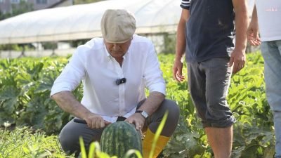 Beykoz Belediyesi, Alım Garantili Tarım Modeli kapsamında bu yıl yazlık