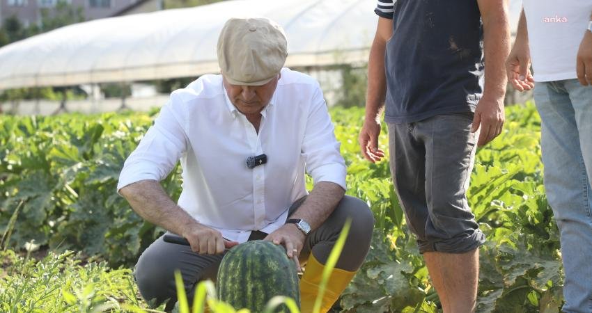 Beykoz Belediyesi, Alım Garantili Tarım Modeli kapsamında bu yıl yazlık