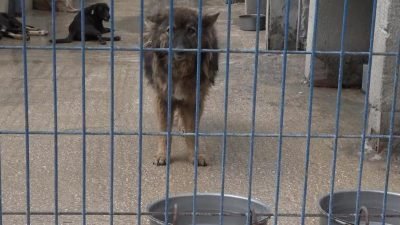 Büyükçekmece Belediyesi tarafından başlatılan Sahipsiz Hayvanlar Bakım Tedavi ve Rehabilitasyon
