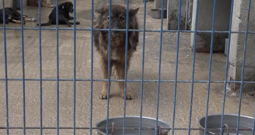 Büyükçekmece Belediyesi tarafından başlatılan Sahipsiz Hayvanlar Bakım Tedavi ve Rehabilitasyon