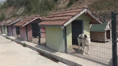 Büyükçekmece Belediyesi, Sahipsiz Hayvanlar Bakım Tedavi ve Rehabilitasyon Merkezi’ndeki can