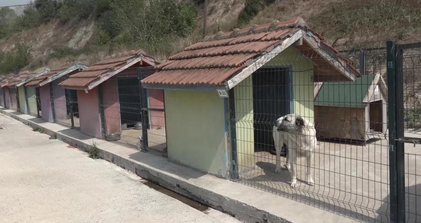 Büyükçekmece Belediyesi, Sahipsiz Hayvanlar Bakım Tedavi ve Rehabilitasyon Merkezi’ndeki can