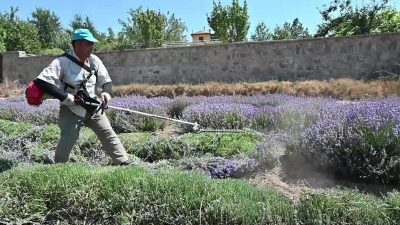 Yozgat’ta doğal alanlarda yetişen bitkilerin tesis edilecek bahçelerde yetiştirilip, ekonomiye