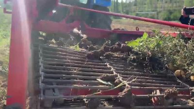 Yozgat’ta patates üreticisi çiftçiler, geçen yıla oranla rekoltenin yüksek olmasına