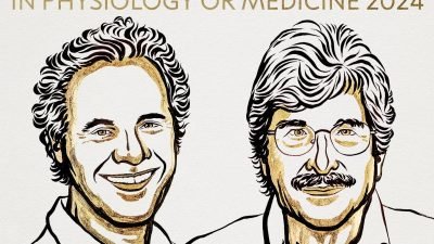 2024 Nobel Tıp Ödülü’ne “mikroRNA’nın keşfi ve gen düzenlemesi” çalışmalarından