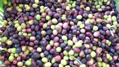 Türkiye’nin önemli zeytin üretim merkezlerinden Balıkesir’in Burhaniye ilçesinde yeşil zeytin