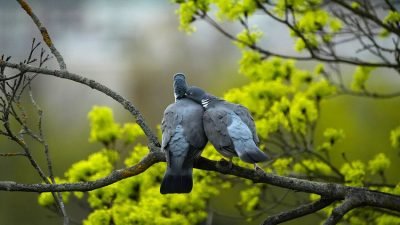 Nasrettin Hoca, bir gün samanlıkta eşeğinin semerini tamir ederken elindeki