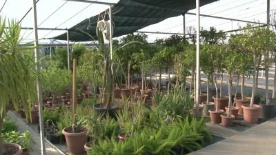 Karşıyaka Belediyesi, park ve bahçe alanlarına dikilecek mevsimlik çiçekler ile