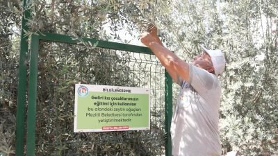 Mezitli’nin Eskimezitli ve Merkez Mahalleleri’nde hasat edilen zeytinler, zeytinyağına dönüştürülerek