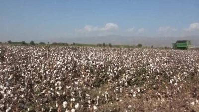 Aydın'da pamuk üreticileri maliyetlerin yüksekliğinden, ürünlerinin düşük fiyata satılmasından yakınıyor. Nazilli