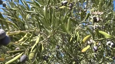 Soma'da düzenlenen zeytin festivaline katılan Soma Kaymakamı Fatih Akkaya, "Zeytin