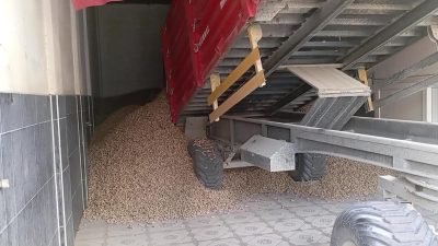 Osmaniye'nin Kadirli ilçesinde yer fıstığı üreticisi, kilosunu 25 liradan tüccara