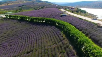 Yozgat’ın Çekerek ilçesinde 2019 yılında kurulan Lavanta Adası’nda iki yıl