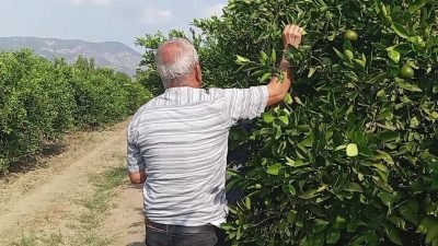 Adana'nın Kozan ilçesinde mandalina üreticisi Lütfi Öztürk, ''geçen yıl zarar