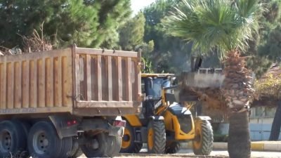 Balıkesir’in Burhaniye ilçesinde, yol yapımı çalışmaları sırasında çam ağaçlarının kesilmesi