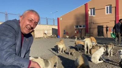 CHP'li Göle Belediyesi, sokak hayvanlarının barınabileceği yeni bir bakım merkezini
