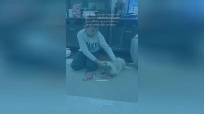 Sokak hayvanlarına yönelik şiddetin önlenmesi ve onlara daha iyi yaşam