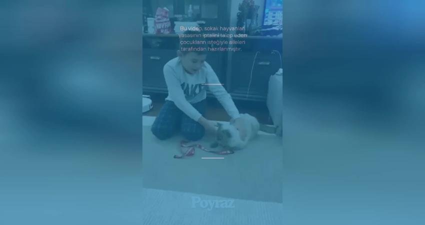 Sokak hayvanlarına yönelik şiddetin önlenmesi ve onlara daha iyi yaşam