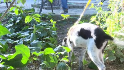 İzmir Büyükşehir Belediyesi, geçici hayvan bakımevlerinde bulunan kedi ve köpekleri