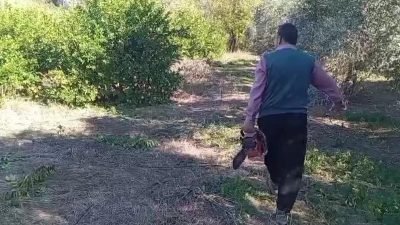 Adana'nın Kozan ilçesinde dalında iki lira olan limonlar satılamadı. Üretici